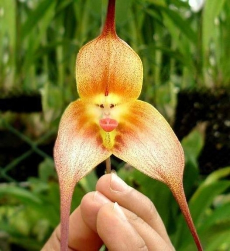 orchidée à tête de singe.jpg