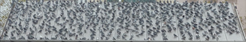 Pigeons2.jpg